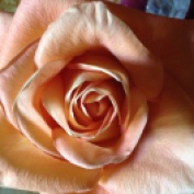 A Ripe Rose...