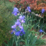 Illuminated Irises...