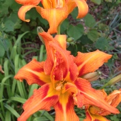 Sunset-colored Day Lily ~